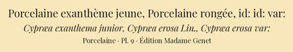 Cypræa exanthema junior, Cypræa erosa and Cypræa erosa var: — Porcelaine exanthème jeune, Porcelaine rongée and id: id: var:, hand-engraved plate 9 from Kiener, Coquilles vivantes, Paris.