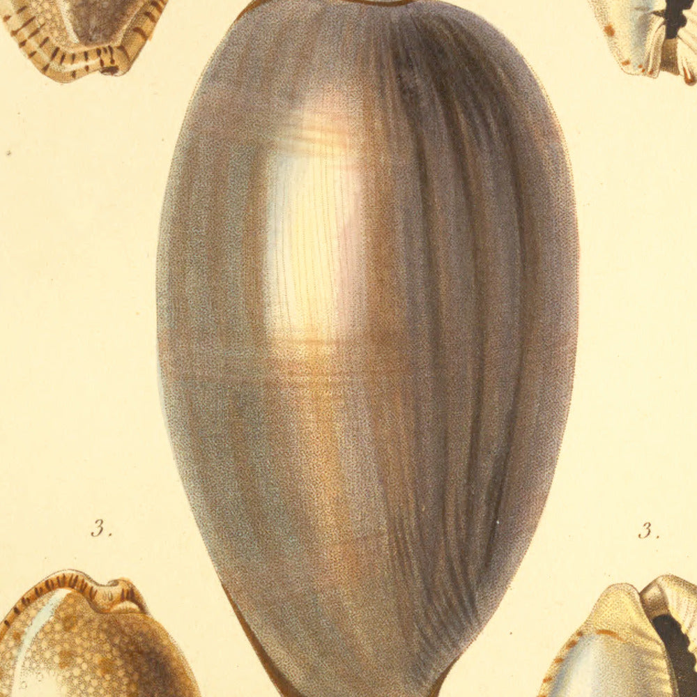 Cypræa exanthema junior, Cypræa erosa and Cypræa erosa var: — Porcelaine exanthème jeune, Porcelaine rongée and id: id: var:, hand-engraved plate 9 from Kiener, Coquilles vivantes, Paris.