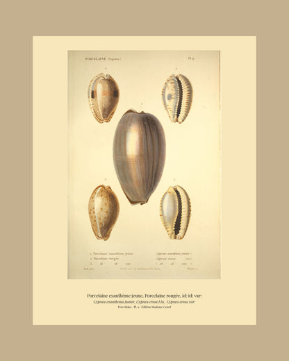 Cypræa exanthema junior, Cypræa erosa and Cypræa erosa var: — Porcelaine exanthème jeune, Porcelaine rongée and id: id: var:, hand-engraved plate 9 from Kiener, Coquilles vivantes, Paris.