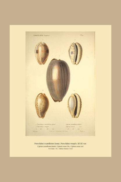 Cypræa exanthema junior, Cypræa erosa and Cypræa erosa var: — Porcelaine exanthème jeune, Porcelaine rongée and id: id: var:, hand-engraved plate 9 from Kiener, Coquilles vivantes, Paris.