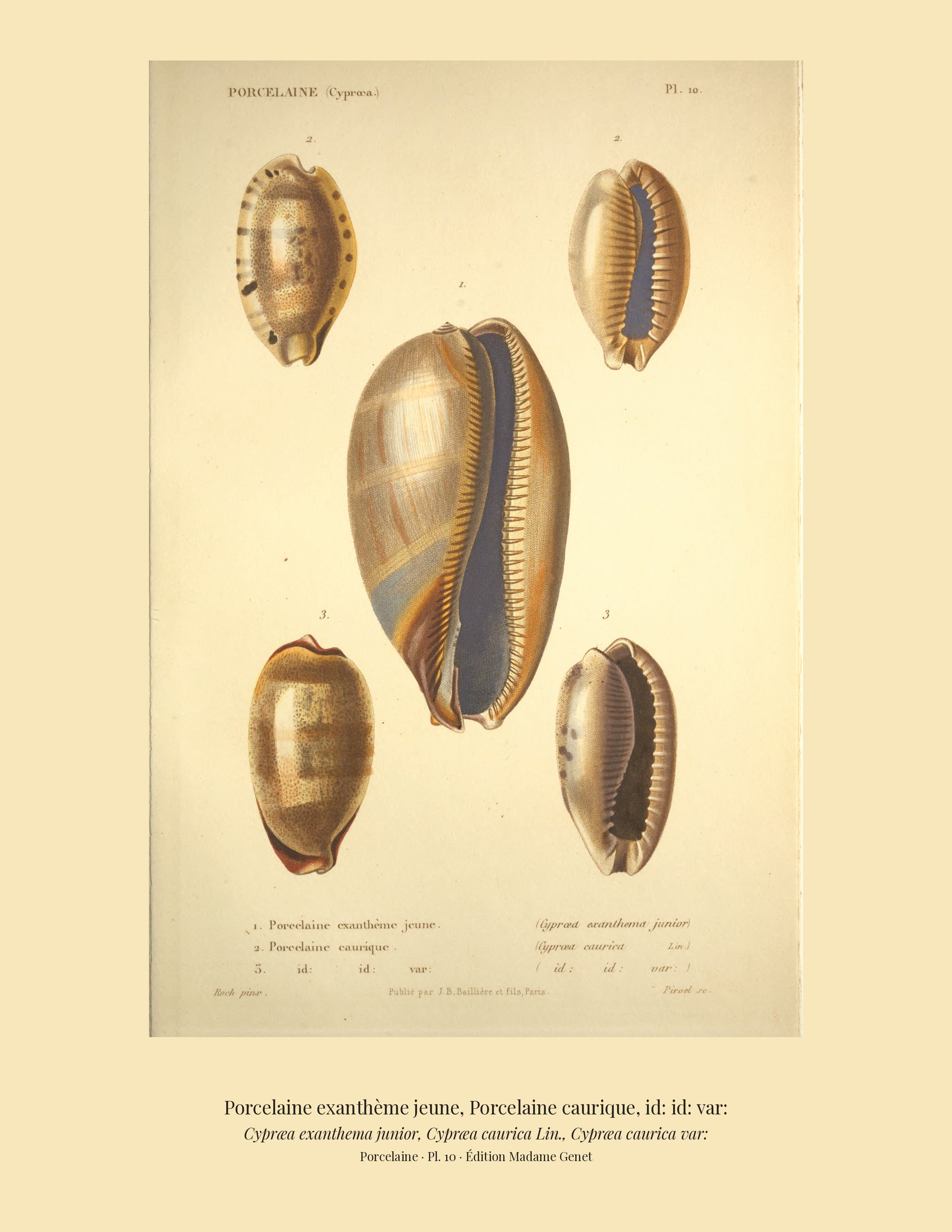 Cypræa exanthema junior, Cypræa caurica and Cypræa caurica var: — Porcelaine exanthème jeune, Porcelaine caurique and id: id: var:, hand-engraved plate 10 from Kiener, Coquilles vivantes, Paris.