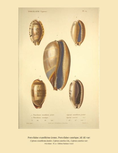 Cypræa exanthema junior, Cypræa caurica and Cypræa caurica var: — Porcelaine exanthème jeune, Porcelaine caurique and id: id: var:, hand-engraved plate 10 from Kiener, Coquilles vivantes, Paris.