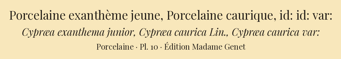 Cypræa exanthema junior, Cypræa caurica and Cypræa caurica var: — Porcelaine exanthème jeune, Porcelaine caurique and id: id: var:, hand-engraved plate 10 from Kiener, Coquilles vivantes, Paris.