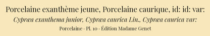 Cypræa exanthema junior, Cypræa caurica and Cypræa caurica var: — Porcelaine exanthème jeune, Porcelaine caurique and id: id: var:, hand-engraved plate 10 from Kiener, Coquilles vivantes, Paris.