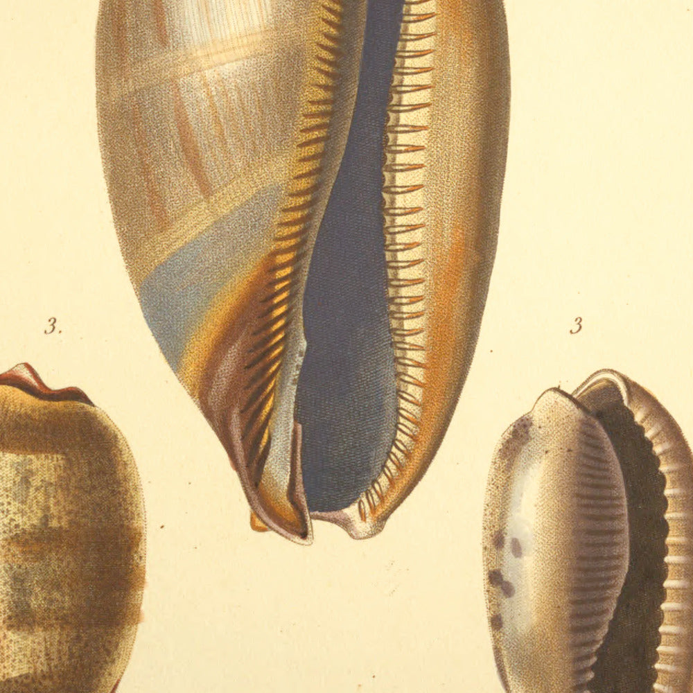 Cypræa exanthema junior, Cypræa caurica and Cypræa caurica var: — Porcelaine exanthème jeune, Porcelaine caurique and id: id: var:, hand-engraved plate 10 from Kiener, Coquilles vivantes, Paris.