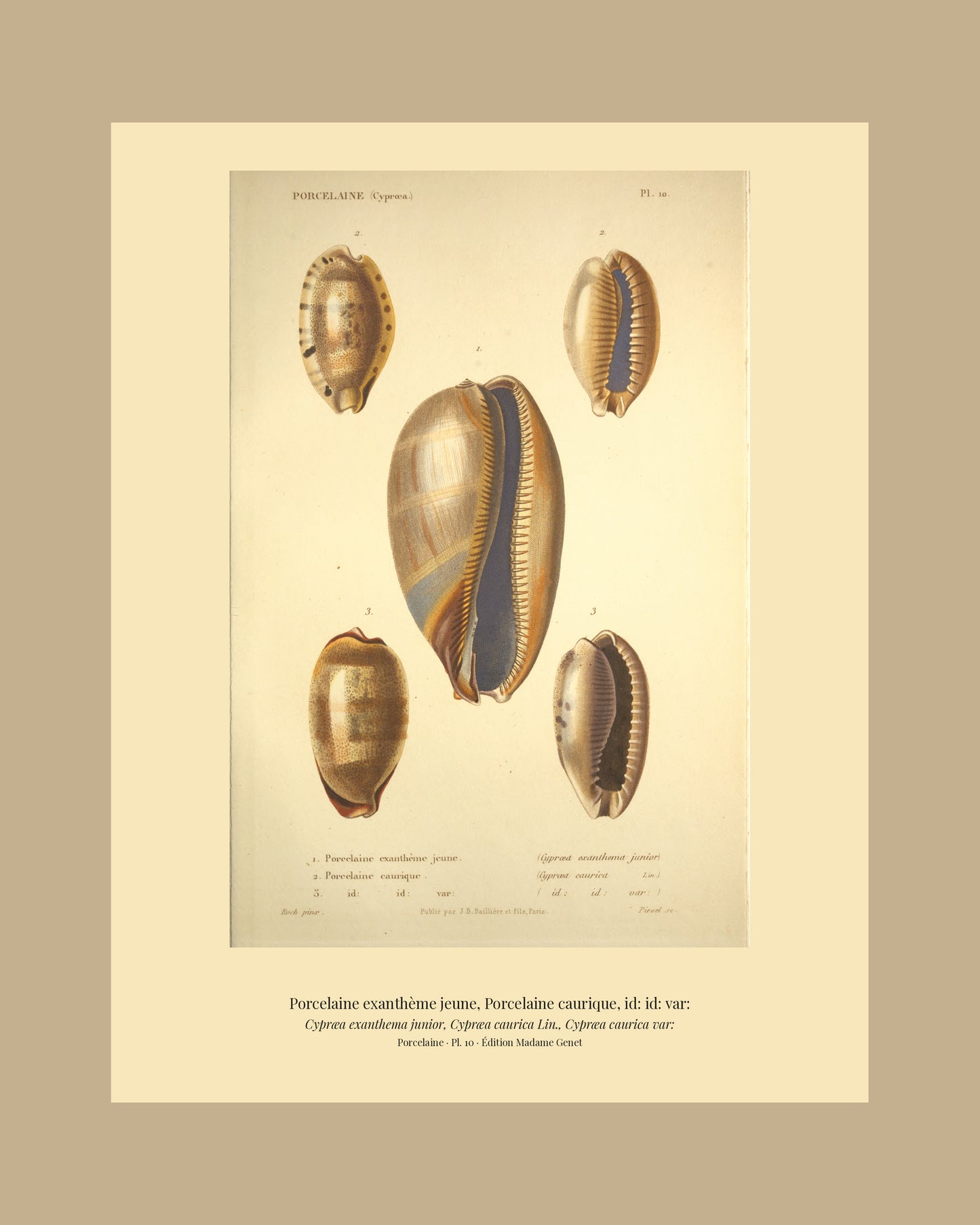 Cypræa exanthema junior, Cypræa caurica and Cypræa caurica var: — Porcelaine exanthème jeune, Porcelaine caurique and id: id: var:, hand-engraved plate 10 from Kiener, Coquilles vivantes, Paris.