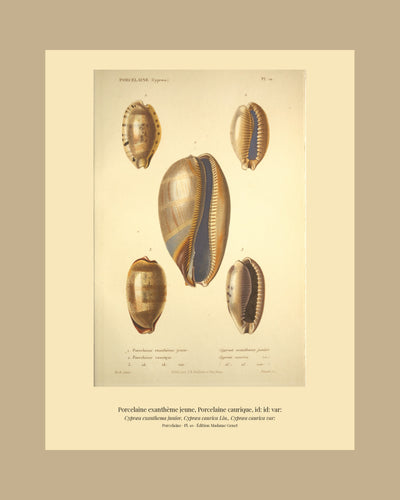 Cypræa exanthema junior, Cypræa caurica and Cypræa caurica var: — Porcelaine exanthème jeune, Porcelaine caurique and id: id: var:, hand-engraved plate 10 from Kiener, Coquilles vivantes, Paris.