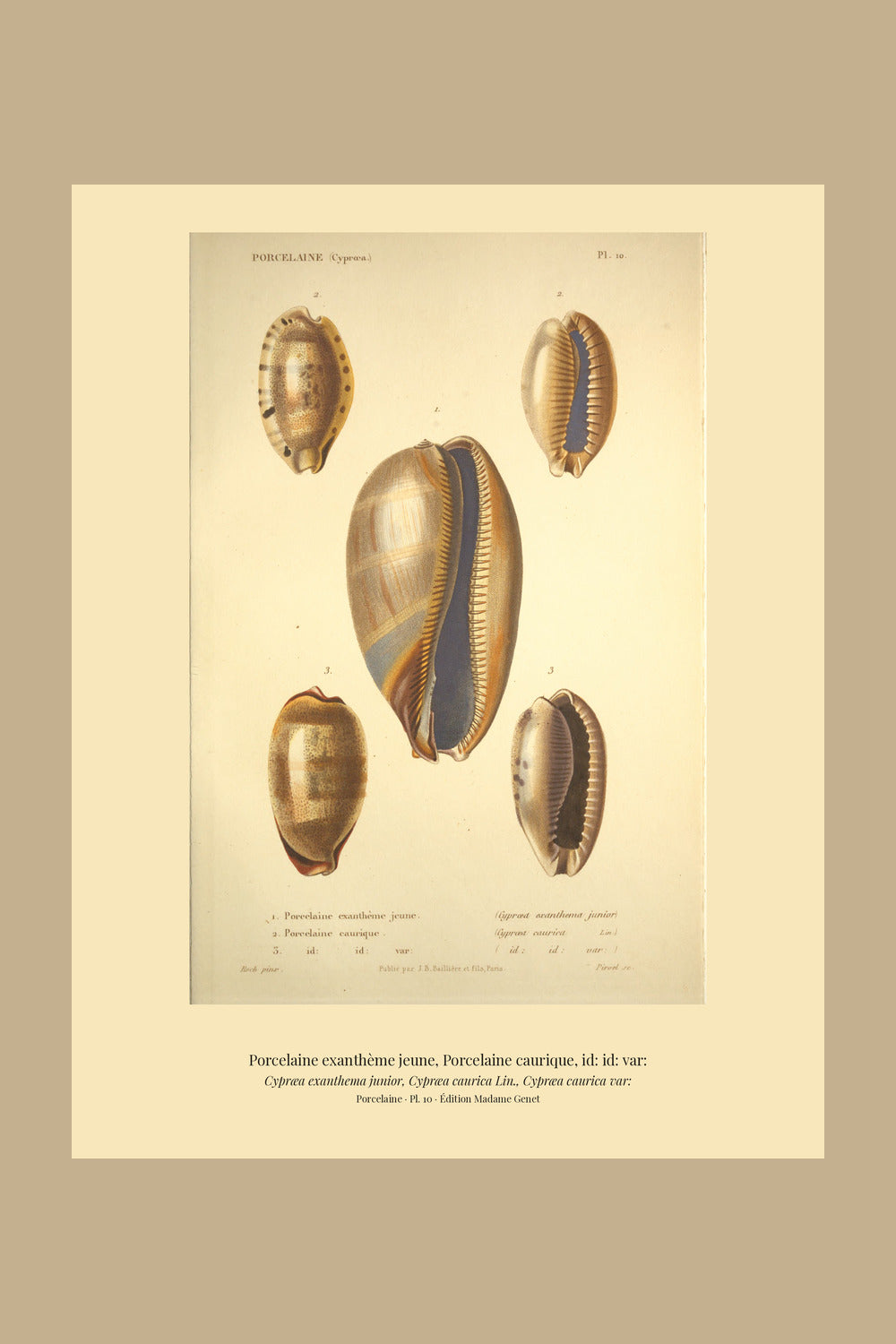Cypræa exanthema junior, Cypræa caurica and Cypræa caurica var: — Porcelaine exanthème jeune, Porcelaine caurique and id: id: var:, hand-engraved plate 10 from Kiener, Coquilles vivantes, Paris.