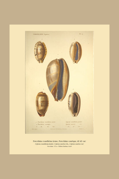 Cypræa exanthema junior, Cypræa caurica and Cypræa caurica var: — Porcelaine exanthème jeune, Porcelaine caurique and id: id: var:, hand-engraved plate 10 from Kiener, Coquilles vivantes, Paris.