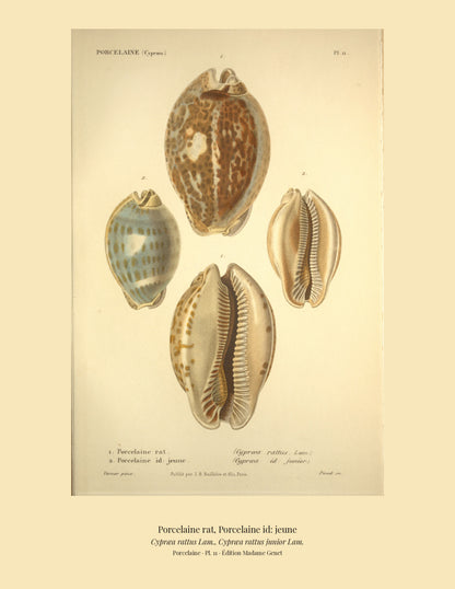 Cypræa rattus and Cypræa rattus junior — Porcelaine rat and Porcelaine id: jeune, hand-engraved plate 11 from Kiener, Coquilles vivantes, Paris.