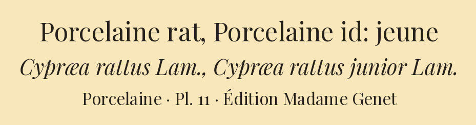 Cypræa rattus and Cypræa rattus junior — Porcelaine rat and Porcelaine id: jeune, hand-engraved plate 11 from Kiener, Coquilles vivantes, Paris.