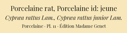 Cypræa rattus and Cypræa rattus junior — Porcelaine rat and Porcelaine id: jeune, hand-engraved plate 11 from Kiener, Coquilles vivantes, Paris.