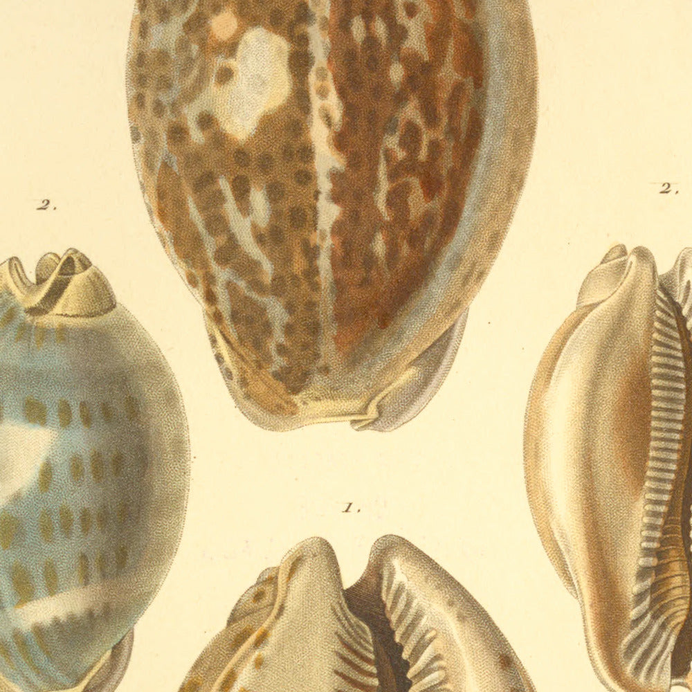Cypræa rattus and Cypræa rattus junior — Porcelaine rat and Porcelaine id: jeune, hand-engraved plate 11 from Kiener, Coquilles vivantes, Paris.