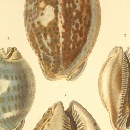 Cypræa rattus and Cypræa rattus junior — Porcelaine rat and Porcelaine id: jeune, hand-engraved plate 11 from Kiener, Coquilles vivantes, Paris.