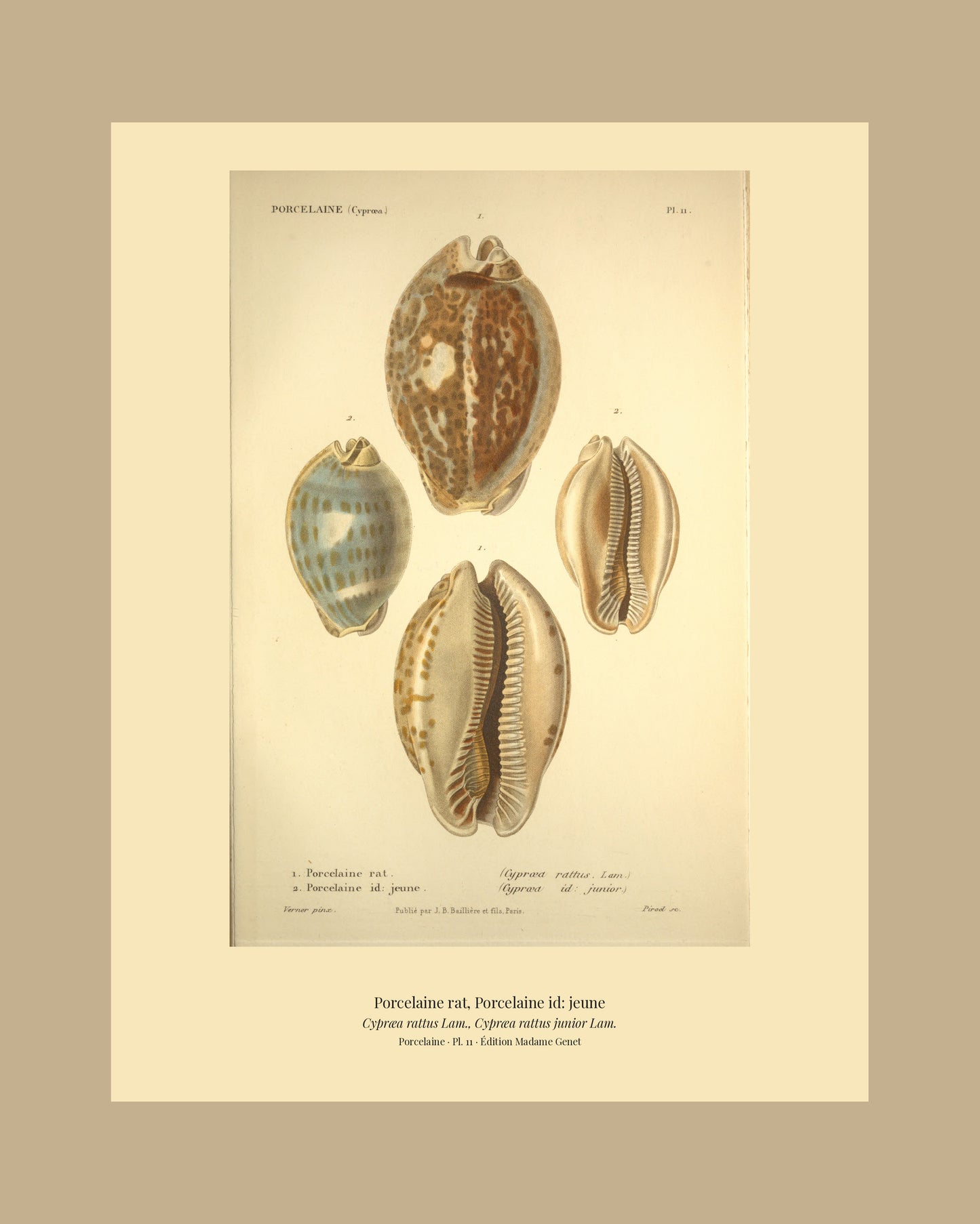 Cypræa rattus and Cypræa rattus junior — Porcelaine rat and Porcelaine id: jeune, hand-engraved plate 11 from Kiener, Coquilles vivantes, Paris.