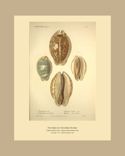 Cypræa rattus and Cypræa rattus junior — Porcelaine rat and Porcelaine id: jeune, hand-engraved plate 11 from Kiener, Coquilles vivantes, Paris.