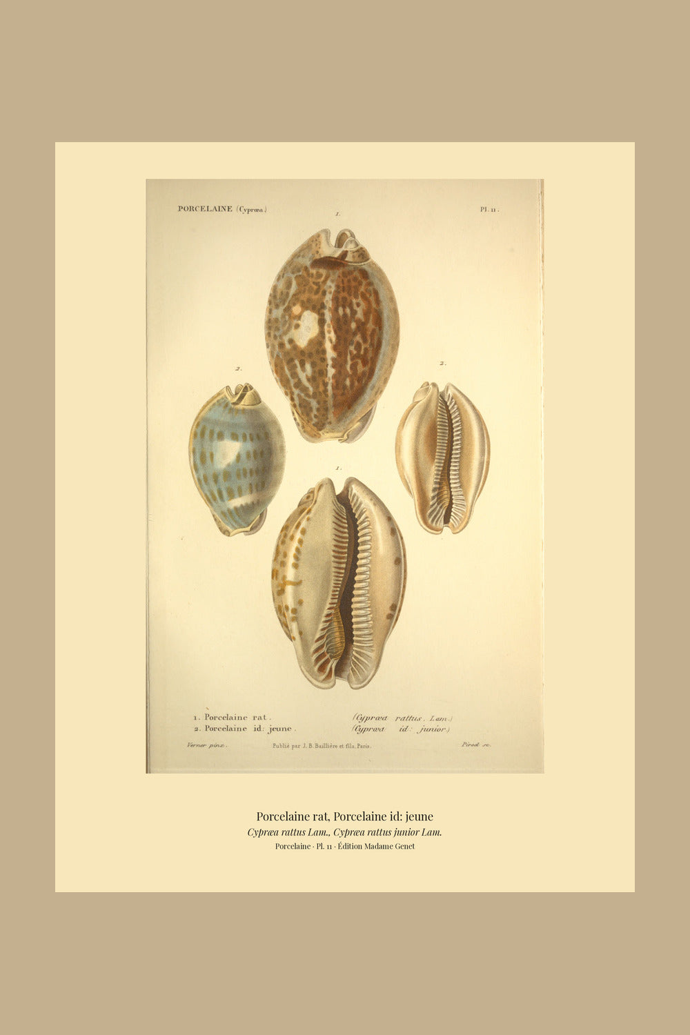 Cypræa rattus and Cypræa rattus junior — Porcelaine rat and Porcelaine id: jeune, hand-engraved plate 11 from Kiener, Coquilles vivantes, Paris.