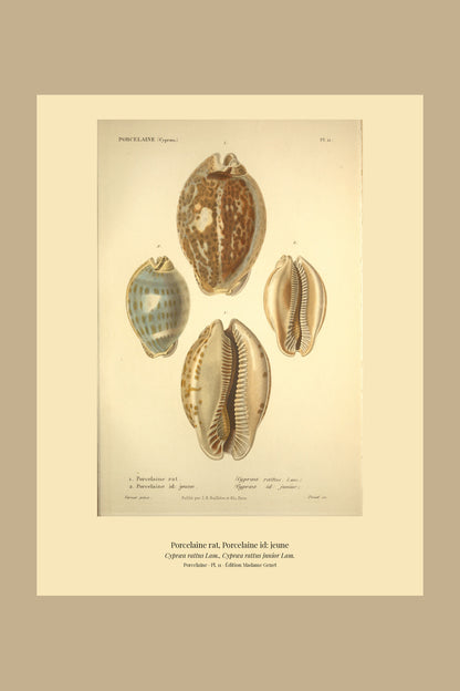 Cypræa rattus and Cypræa rattus junior — Porcelaine rat and Porcelaine id: jeune, hand-engraved plate 11 from Kiener, Coquilles vivantes, Paris.