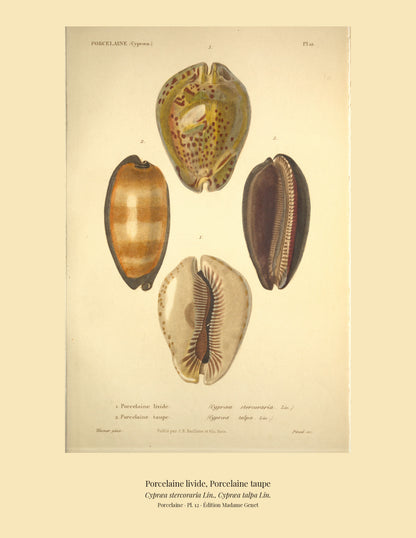 Cypræa stercoraria and Cypræa talpa — Porcelaine livide and Porcelaine taupe, hand-engraved plate 12 from Kiener, Coquilles vivantes, Paris.