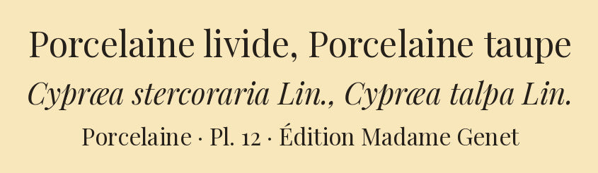 Cypræa stercoraria and Cypræa talpa — Porcelaine livide and Porcelaine taupe, hand-engraved plate 12 from Kiener, Coquilles vivantes, Paris.