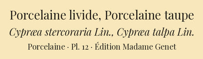 Cypræa stercoraria and Cypræa talpa — Porcelaine livide and Porcelaine taupe, hand-engraved plate 12 from Kiener, Coquilles vivantes, Paris.