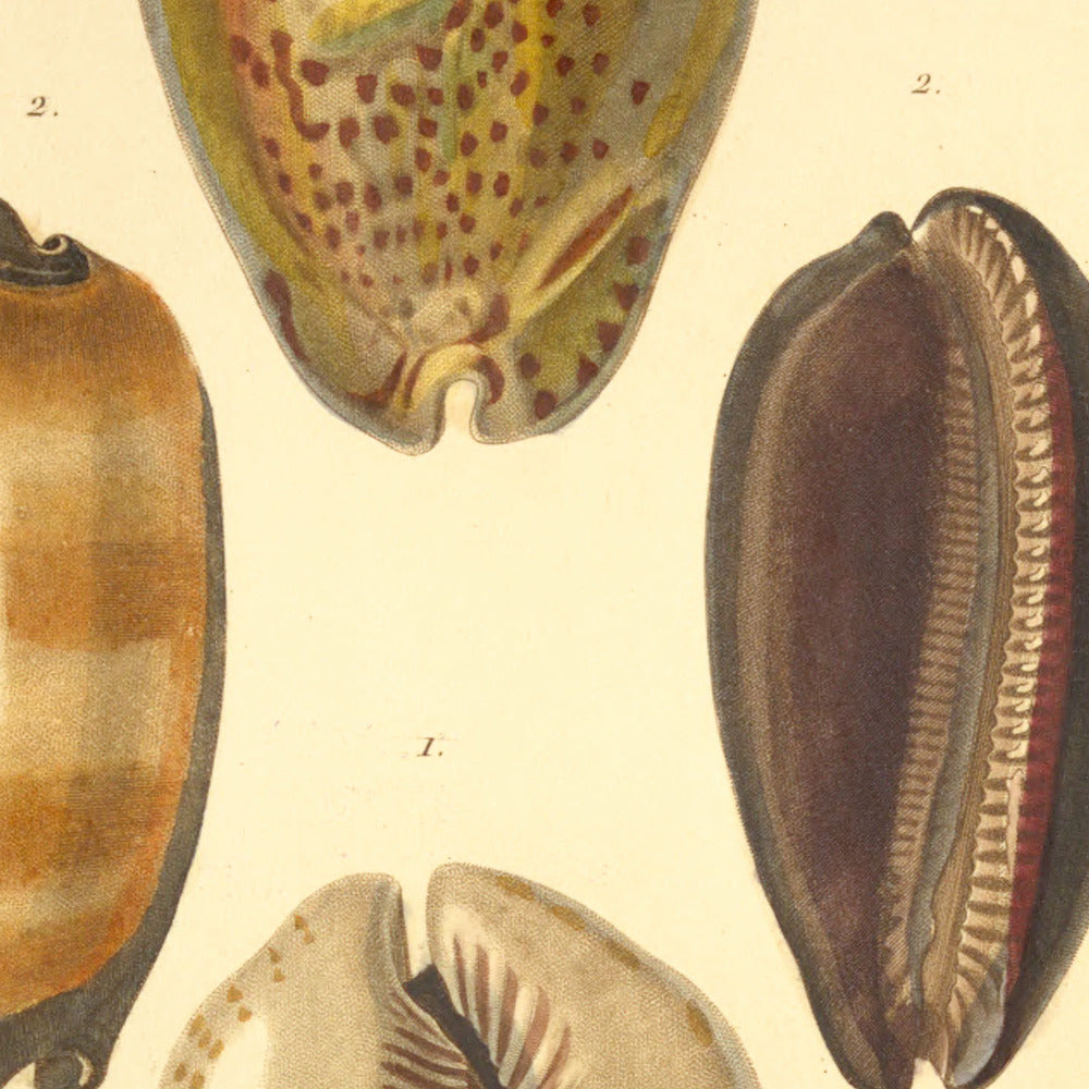 Cypræa stercoraria and Cypræa talpa — Porcelaine livide and Porcelaine taupe, hand-engraved plate 12 from Kiener, Coquilles vivantes, Paris.