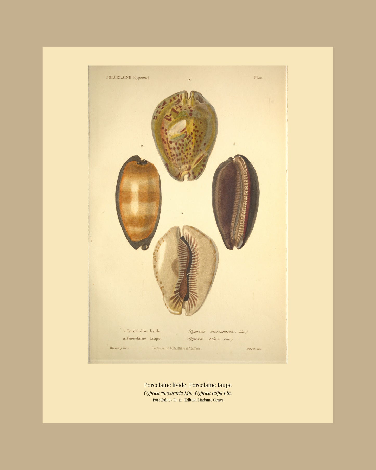 Cypræa stercoraria and Cypræa talpa — Porcelaine livide and Porcelaine taupe, hand-engraved plate 12 from Kiener, Coquilles vivantes, Paris.