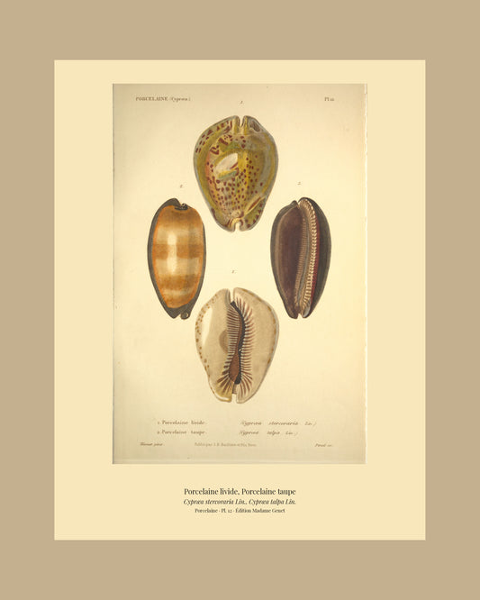 Cypræa stercoraria and Cypræa talpa — Porcelaine livide and Porcelaine taupe, hand-engraved plate 12 from Kiener, Coquilles vivantes, Paris.