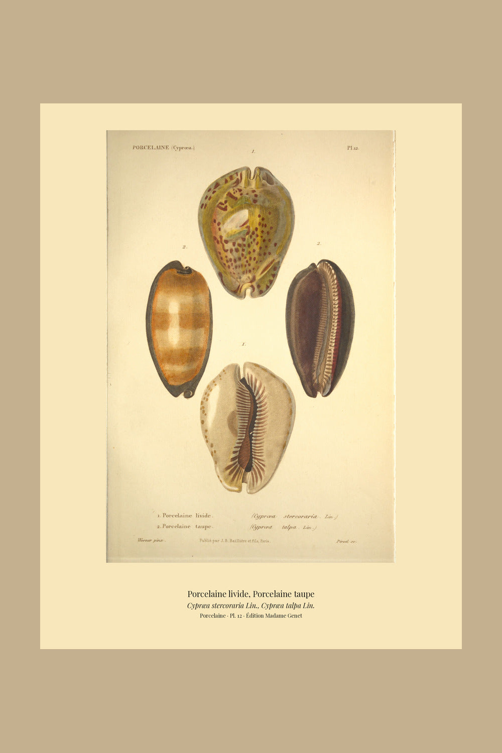 Cypræa stercoraria and Cypræa talpa — Porcelaine livide and Porcelaine taupe, hand-engraved plate 12 from Kiener, Coquilles vivantes, Paris.