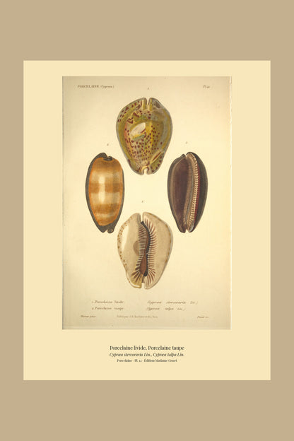 Cypræa stercoraria and Cypræa talpa — Porcelaine livide and Porcelaine taupe, hand-engraved plate 12 from Kiener, Coquilles vivantes, Paris.