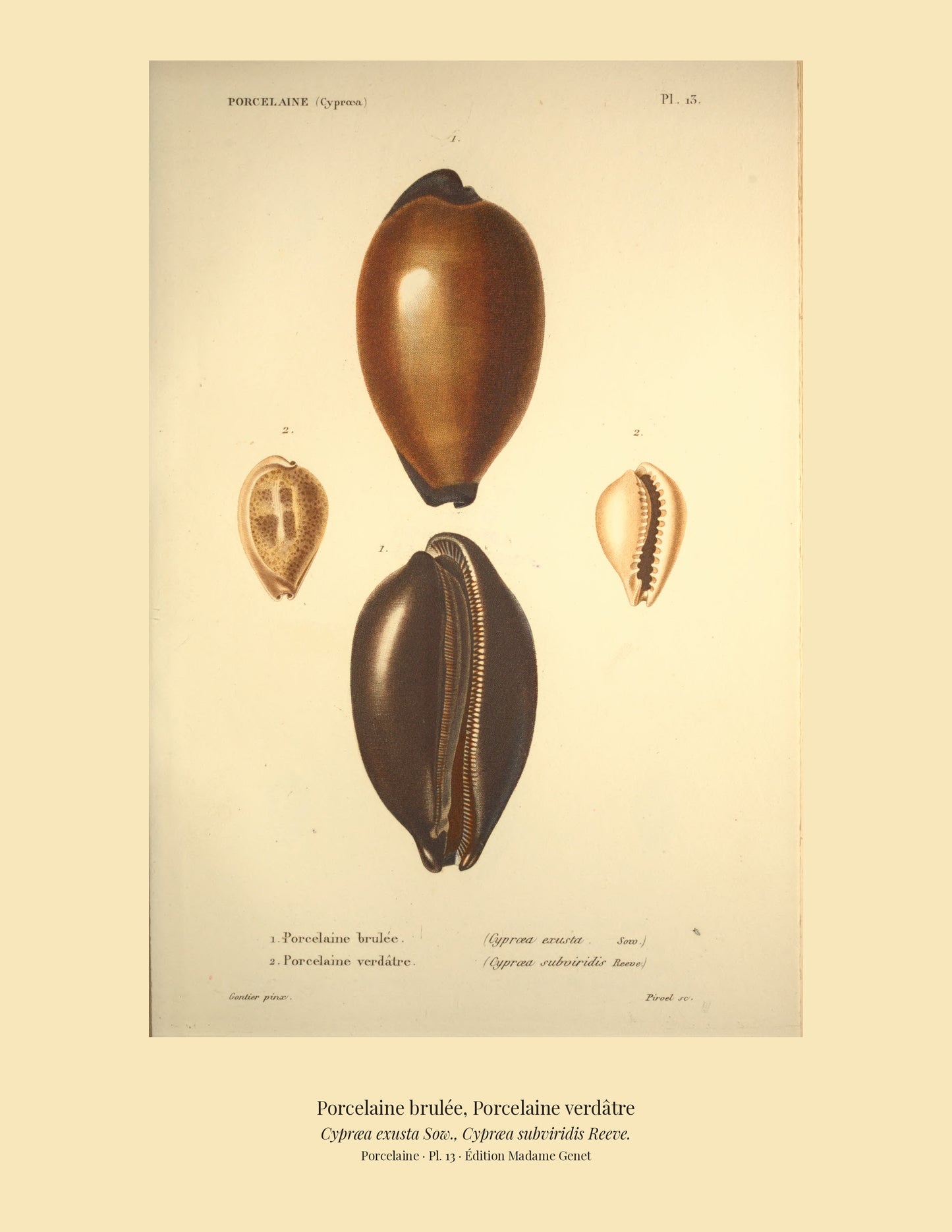 Cypræa exusta and Cypræa subviridis — Porcelaine brulée and Porcelaine verdâtre, hand-engraved plate 13 from Kiener, Coquilles vivantes, Paris.