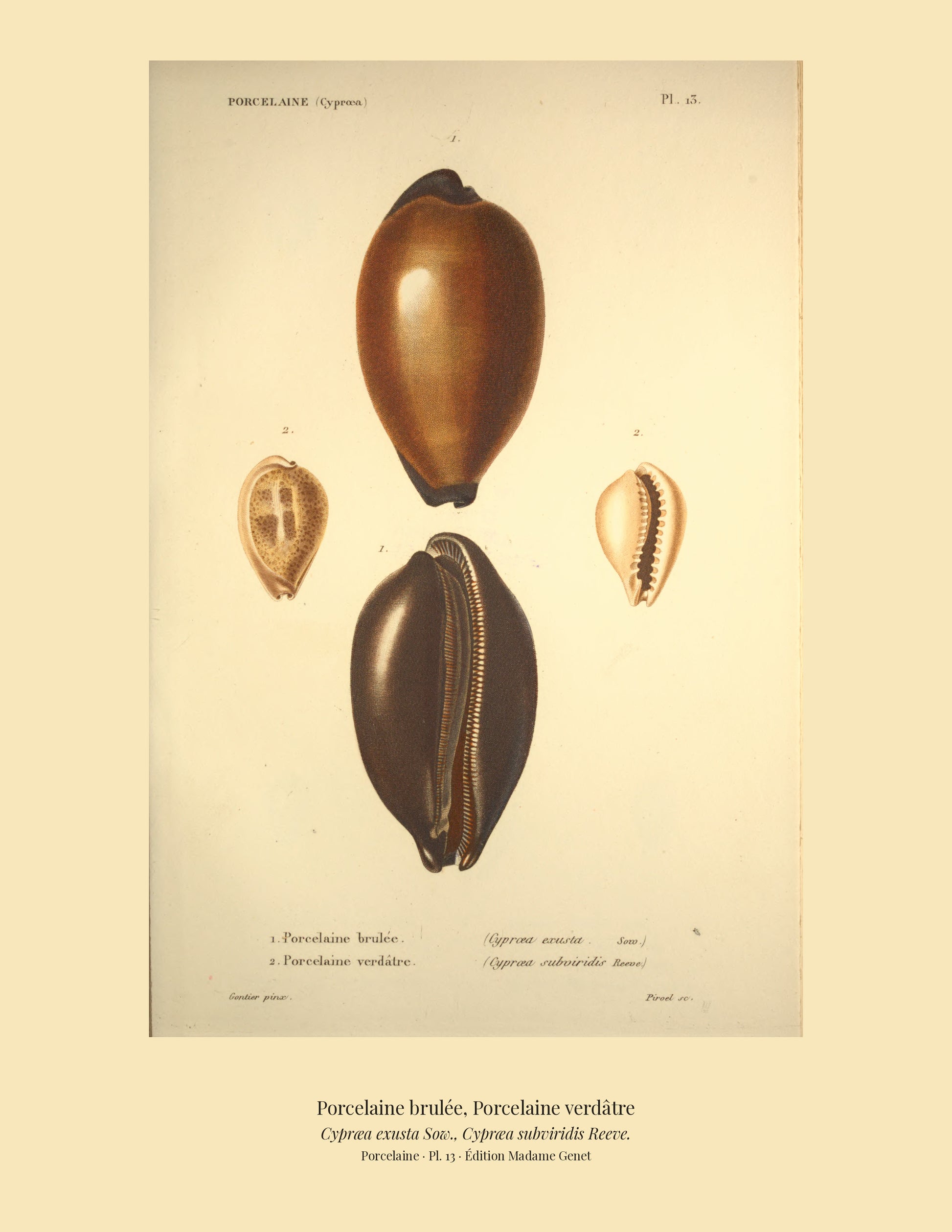 Cypræa exusta and Cypræa subviridis — Porcelaine brulée and Porcelaine verdâtre, hand-engraved plate 13 from Kiener, Coquilles vivantes, Paris.
