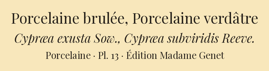 Cypræa exusta and Cypræa subviridis — Porcelaine brulée and Porcelaine verdâtre, hand-engraved plate 13 from Kiener, Coquilles vivantes, Paris.