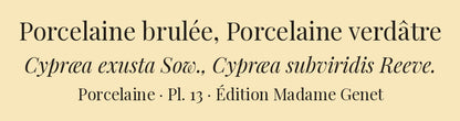 Cypræa exusta and Cypræa subviridis — Porcelaine brulée and Porcelaine verdâtre, hand-engraved plate 13 from Kiener, Coquilles vivantes, Paris.