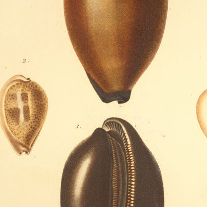 Cypræa exusta and Cypræa subviridis — Porcelaine brulée and Porcelaine verdâtre, hand-engraved plate 13 from Kiener, Coquilles vivantes, Paris.