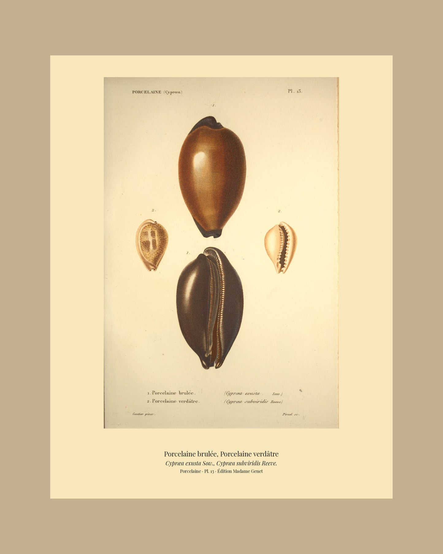Cypræa exusta and Cypræa subviridis — Porcelaine brulée and Porcelaine verdâtre, hand-engraved plate 13 from Kiener, Coquilles vivantes, Paris.