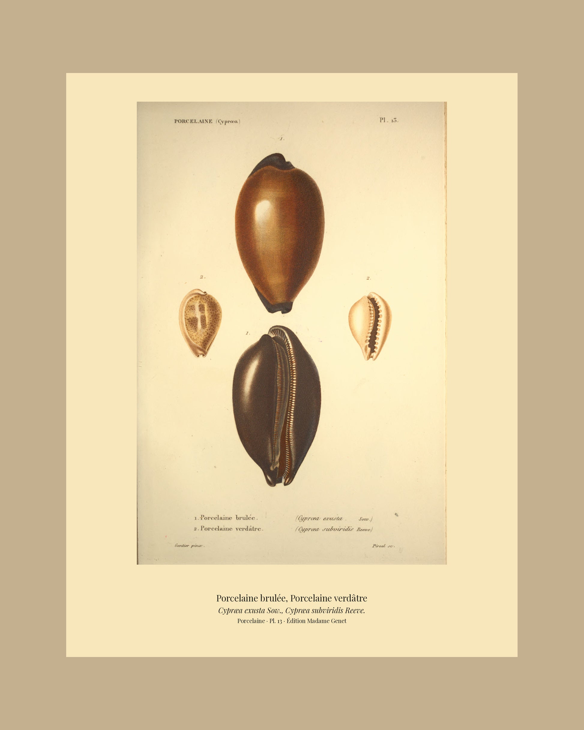 Cypræa exusta and Cypræa subviridis — Porcelaine brulée and Porcelaine verdâtre, hand-engraved plate 13 from Kiener, Coquilles vivantes, Paris.