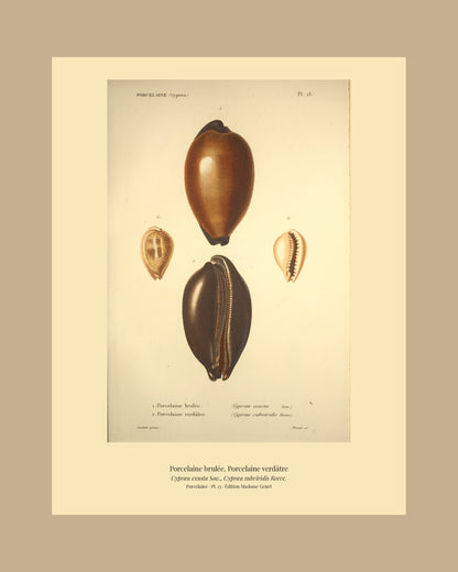 Cypræa exusta and Cypræa subviridis — Porcelaine brulée and Porcelaine verdâtre, hand-engraved plate 13 from Kiener, Coquilles vivantes, Paris.