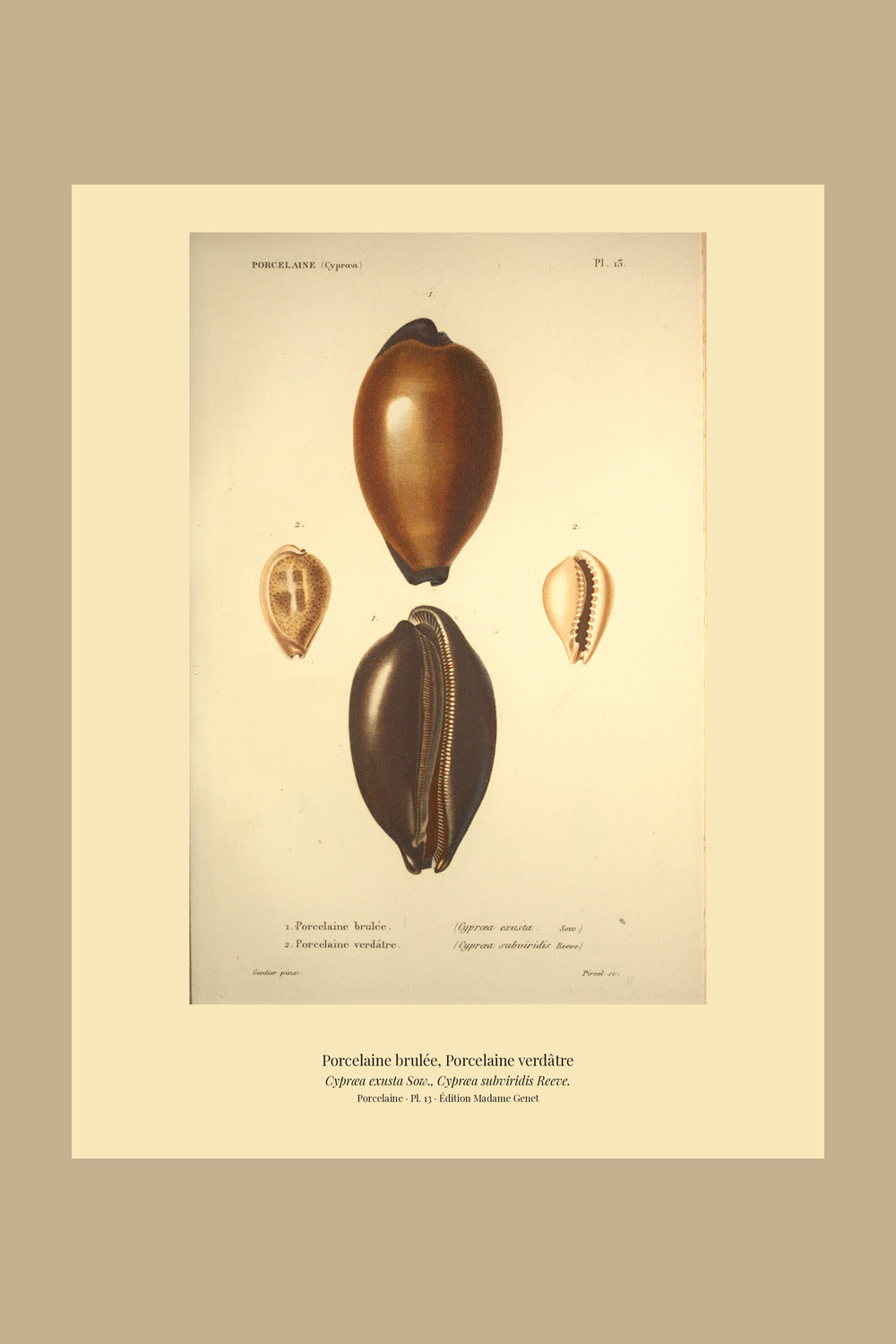 Cypræa exusta and Cypræa subviridis — Porcelaine brulée and Porcelaine verdâtre, hand-engraved plate 13 from Kiener, Coquilles vivantes, Paris.