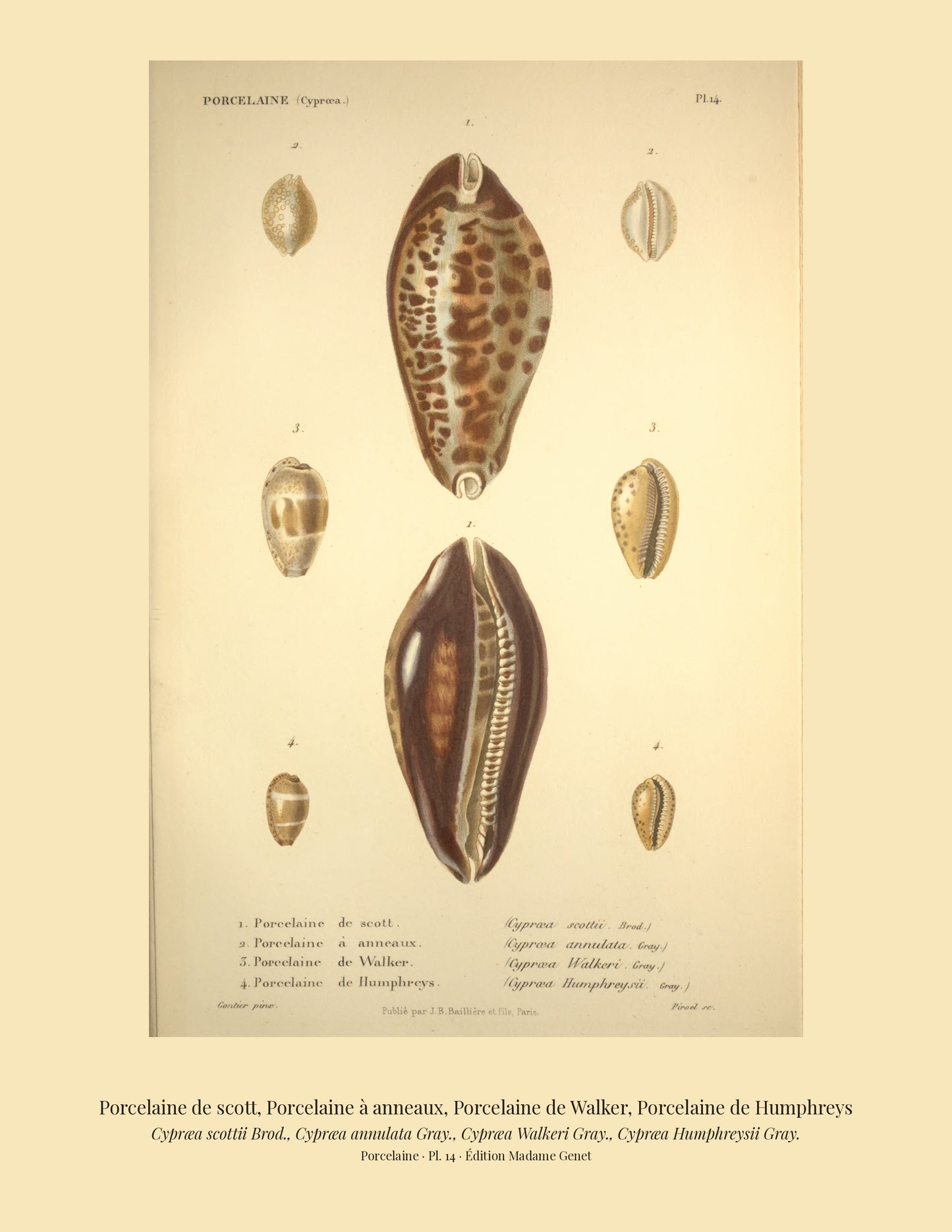 Cypræa scottii, Cypræa annulata, Cypræa Walkeri and Cypræa Humphreysii — Porcelaine de scott, Porcelaine à anneaux, Porcelaine de Walker and Porcelaine de Humphreys, hand-engraved plate 14 from Kiener, Coquilles vivantes, Paris.