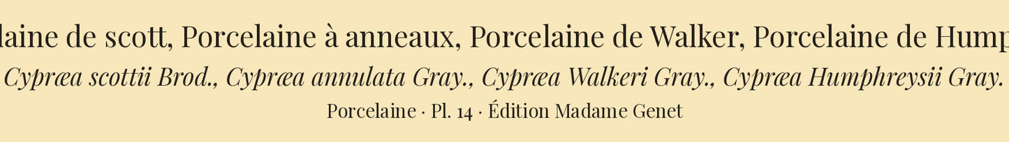 Cypræa scottii, Cypræa annulata, Cypræa Walkeri and Cypræa Humphreysii — Porcelaine de scott, Porcelaine à anneaux, Porcelaine de Walker and Porcelaine de Humphreys, hand-engraved plate 14 from Kiener, Coquilles vivantes, Paris.