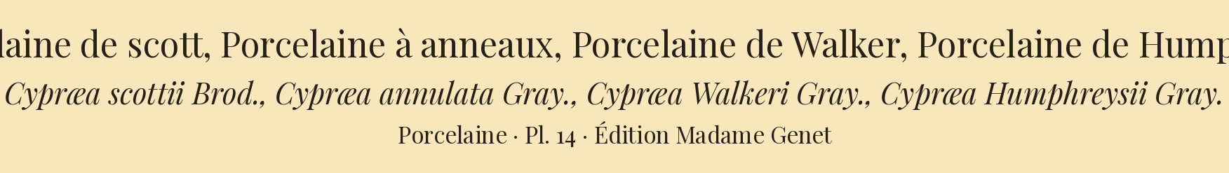 Cypræa scottii, Cypræa annulata, Cypræa Walkeri and Cypræa Humphreysii — Porcelaine de scott, Porcelaine à anneaux, Porcelaine de Walker and Porcelaine de Humphreys, hand-engraved plate 14 from Kiener, Coquilles vivantes, Paris.