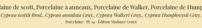 Cypræa scottii, Cypræa annulata, Cypræa Walkeri and Cypræa Humphreysii — Porcelaine de scott, Porcelaine à anneaux, Porcelaine de Walker and Porcelaine de Humphreys, hand-engraved plate 14 from Kiener, Coquilles vivantes, Paris.