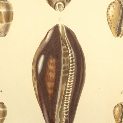 Cypræa scottii, Cypræa annulata, Cypræa Walkeri and Cypræa Humphreysii — Porcelaine de scott, Porcelaine à anneaux, Porcelaine de Walker and Porcelaine de Humphreys, hand-engraved plate 14 from Kiener, Coquilles vivantes, Paris.