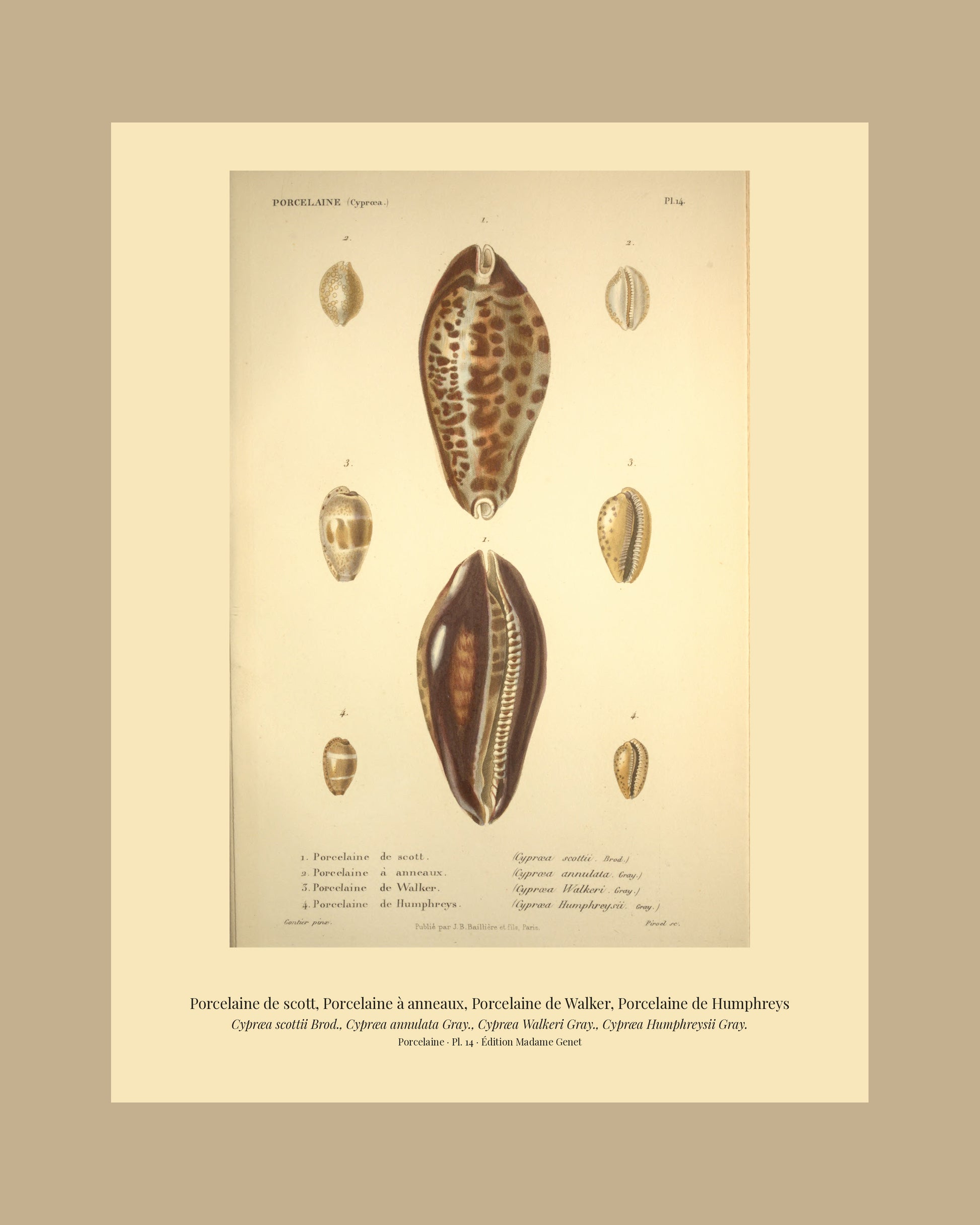 Cypræa scottii, Cypræa annulata, Cypræa Walkeri and Cypræa Humphreysii — Porcelaine de scott, Porcelaine à anneaux, Porcelaine de Walker and Porcelaine de Humphreys, hand-engraved plate 14 from Kiener, Coquilles vivantes, Paris.