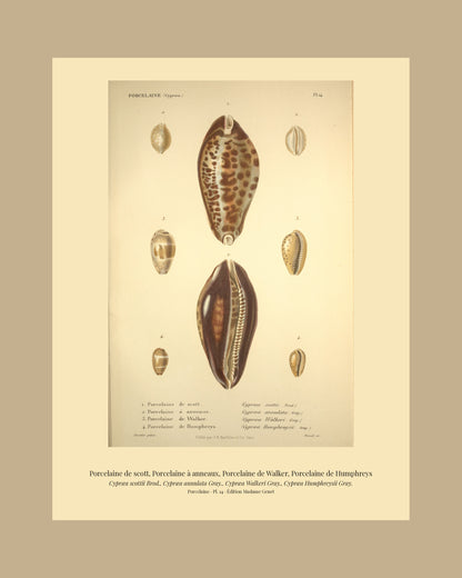 Cypræa scottii, Cypræa annulata, Cypræa Walkeri and Cypræa Humphreysii — Porcelaine de scott, Porcelaine à anneaux, Porcelaine de Walker and Porcelaine de Humphreys, hand-engraved plate 14 from Kiener, Coquilles vivantes, Paris.