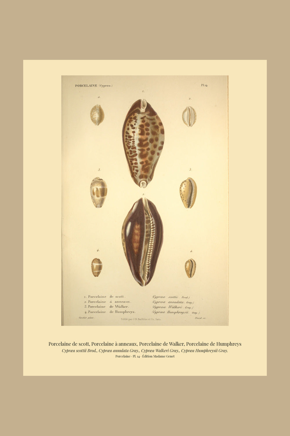 Cypræa scottii, Cypræa annulata, Cypræa Walkeri and Cypræa Humphreysii — Porcelaine de scott, Porcelaine à anneaux, Porcelaine de Walker and Porcelaine de Humphreys, hand-engraved plate 14 from Kiener, Coquilles vivantes, Paris.