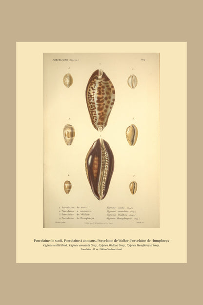 Cypræa scottii, Cypræa annulata, Cypræa Walkeri and Cypræa Humphreysii — Porcelaine de scott, Porcelaine à anneaux, Porcelaine de Walker and Porcelaine de Humphreys, hand-engraved plate 14 from Kiener, Coquilles vivantes, Paris.