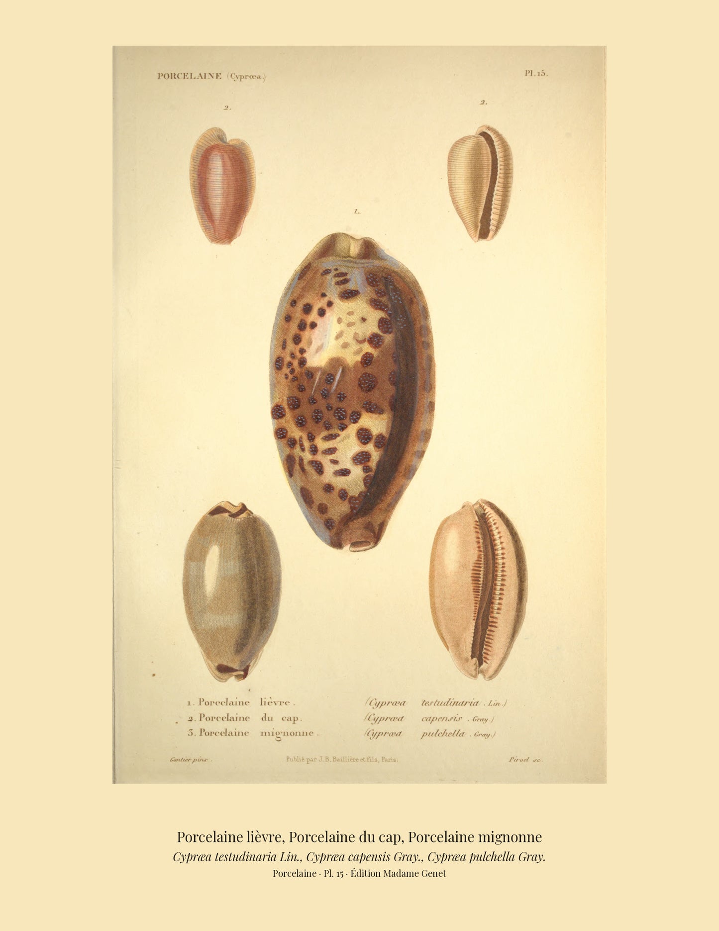Cypræa testudinaria, Cypræa capensis and Cypræa pulchella — Porcelaine lièvre, Porcelaine du cap and Porcelaine mignonne, hand-engraved plate 15 from Kiener, Coquilles vivantes, Paris.
