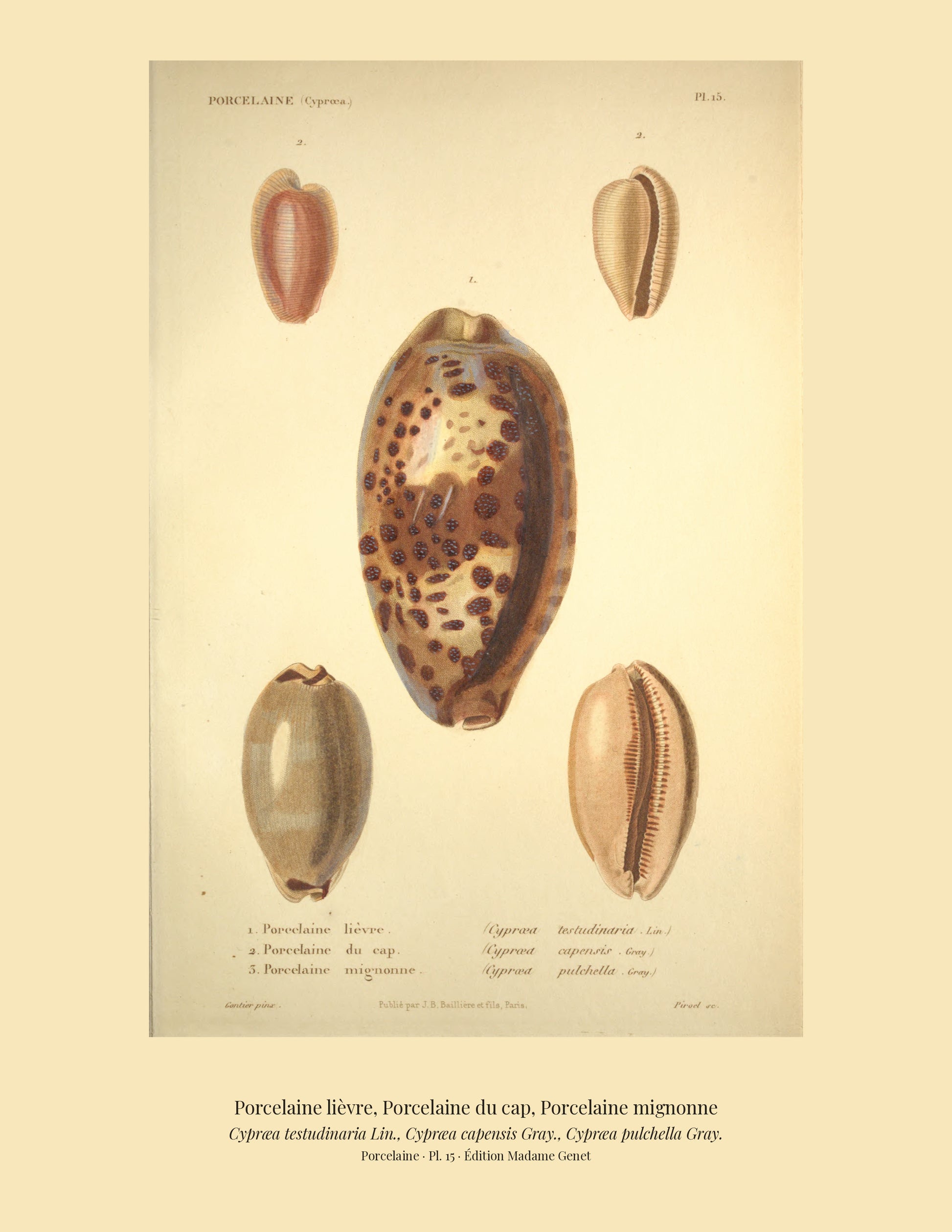 Cypræa testudinaria, Cypræa capensis and Cypræa pulchella — Porcelaine lièvre, Porcelaine du cap and Porcelaine mignonne, hand-engraved plate 15 from Kiener, Coquilles vivantes, Paris.